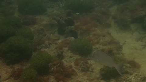 fishy close up 22 ns