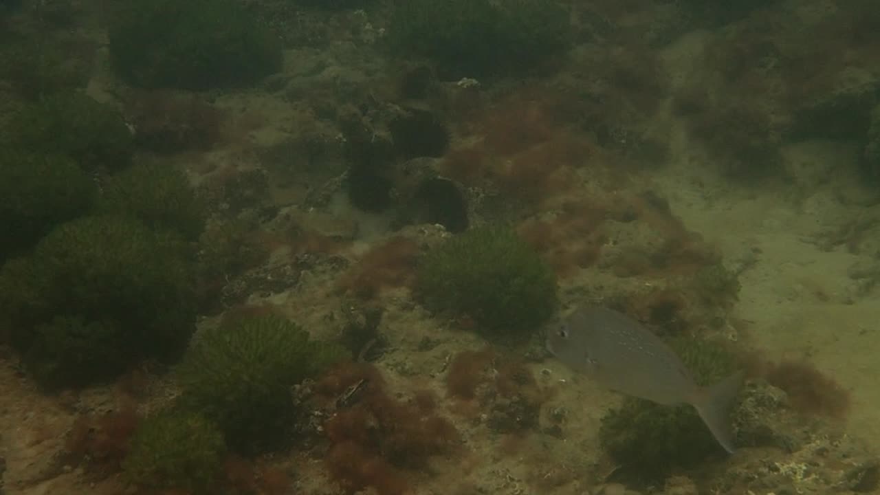 fishy close up 22 ns