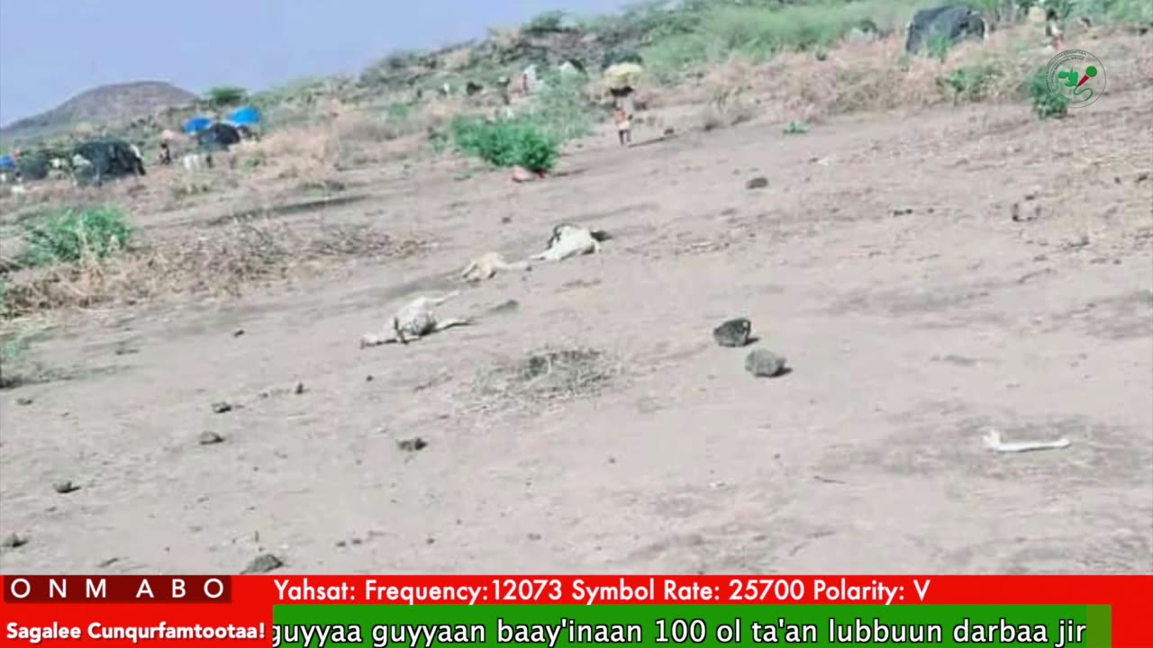 Oduu Waaree ONM-ABO Bitootessa 31-2025 itti dhiyaadhaa!