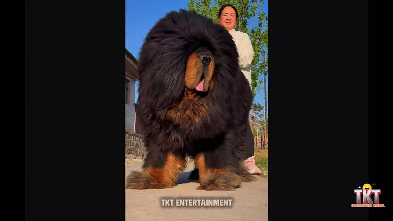 hilarious dog and cat videos part 48