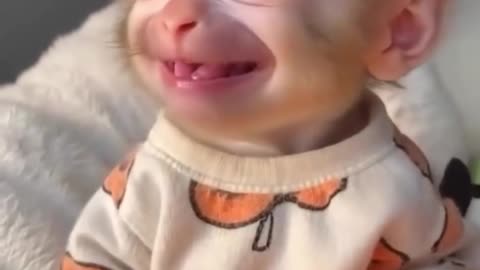 Funny monkey