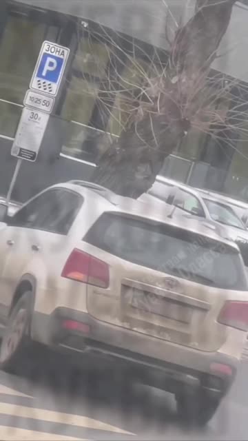 Zelensky’s Enforcers Tried to Kidnap a Man Walking His Dog in Odesa