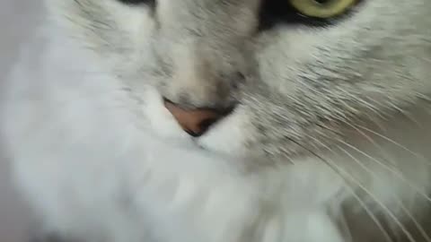 Fluffy Gray Cat Gets Head Petting – Adorable Reaction! 🐾