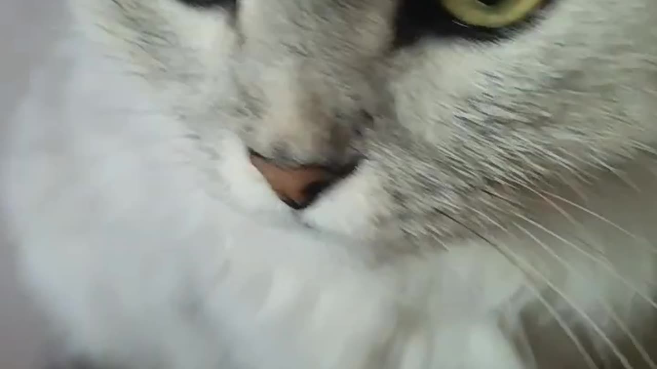 Fluffy Gray Cat Gets Head Petting – Adorable Reaction! 🐾