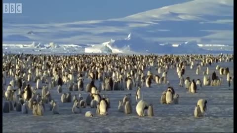 ‎Battle of Jaws | Lions vs Crocodiles | Big Cat Diary | BBC Earth