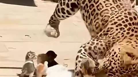 The leopard suddenly attacked the cubs and the cat tried to save them.