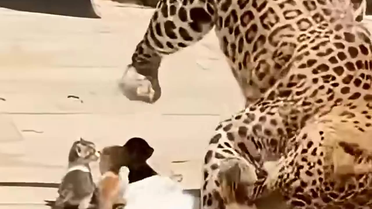The leopard suddenly attacked the cubs and the cat tried to save them.