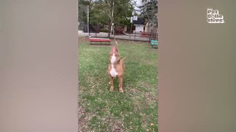Funny pets compilation