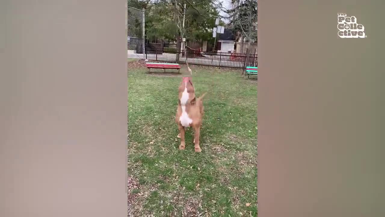 Funny pets compilation
