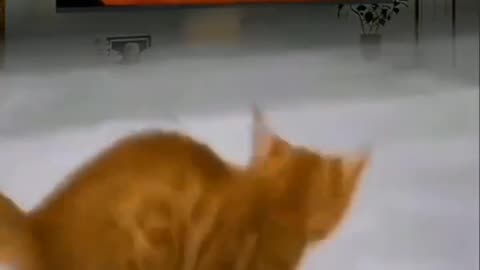 Pisica Dansează ca Michael Jackson! 😂🐾 / Cat Dances Like Michael Jackson!