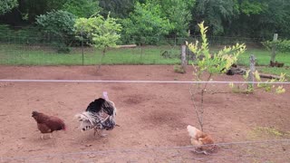 Another hen setting and Why is my corn doing this? 06162025