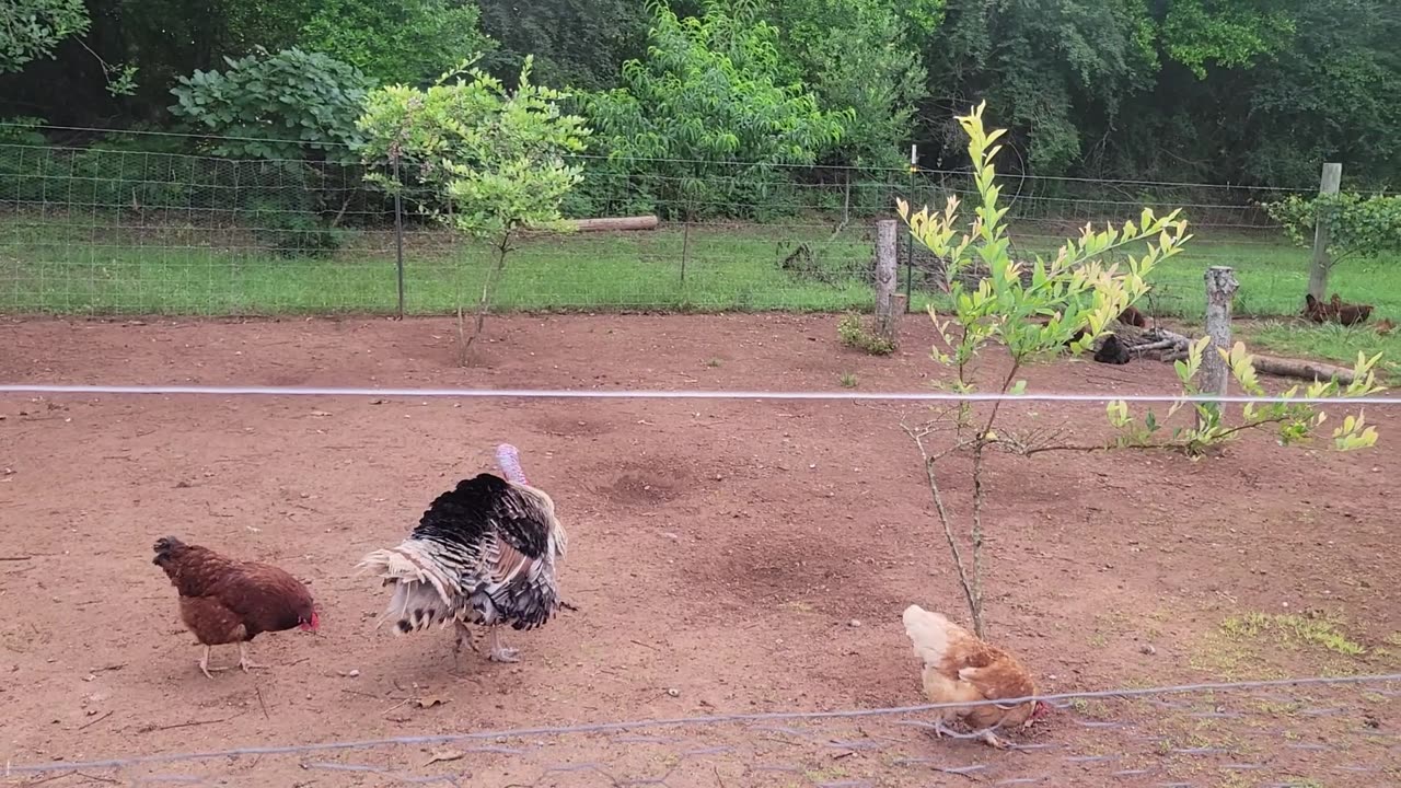 Another hen setting and Why is my corn doing this? 06162025
