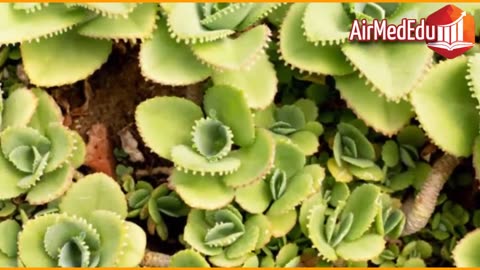 45 Beneficios de las Hojas de Kalanchoe