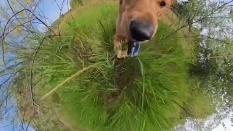 Funny dog reaction 🙇‍♀️