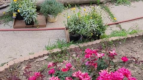 How to Deadhead a Landscaping Rose