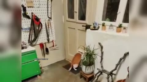 animal comedy