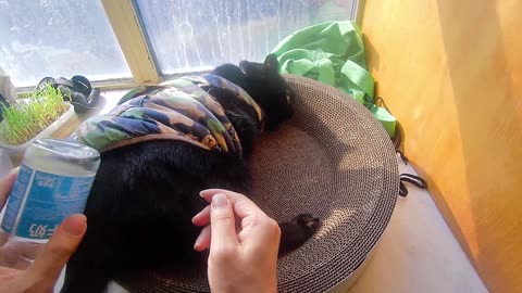 My pet cat vlog, his name is Heihei, 03/06, 2025, kiss me， #catvideo #asmr