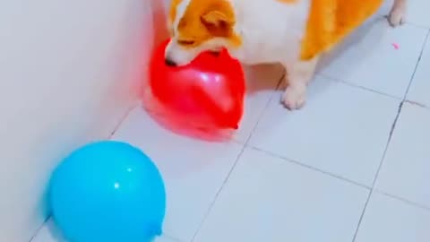 funny 🤣 Dog