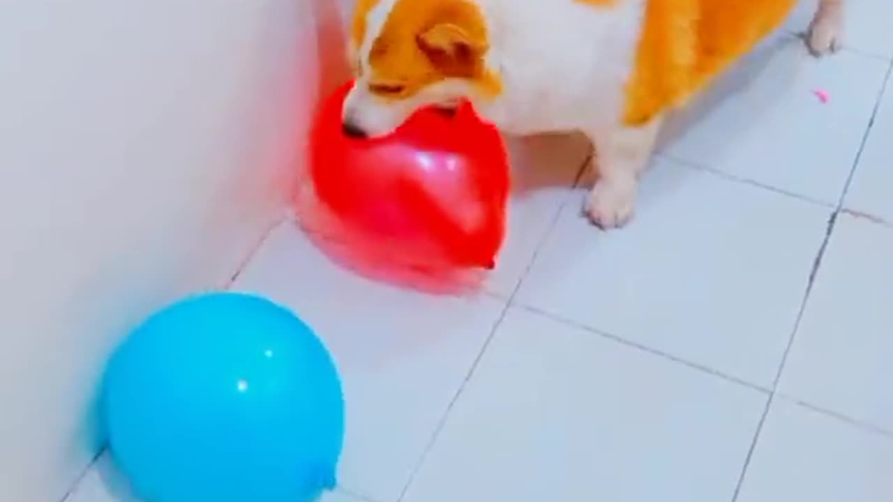 funny 🤣 Dog