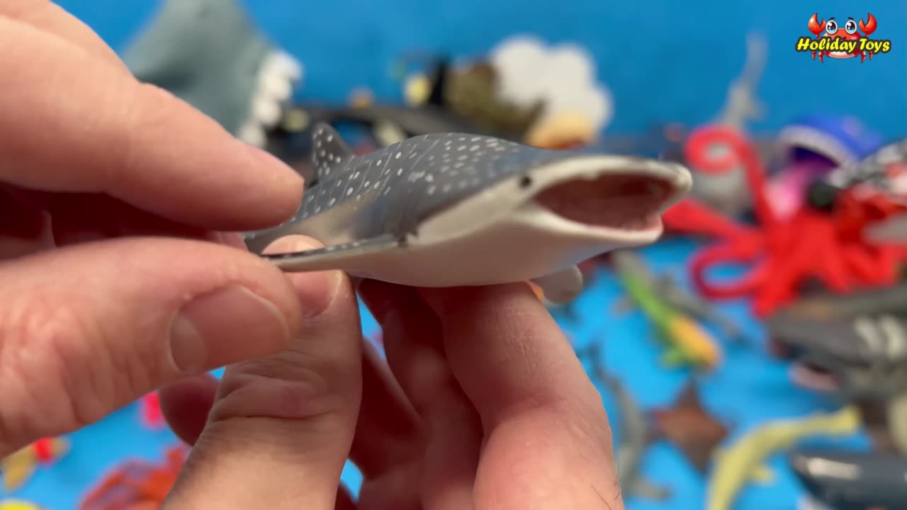 Spotted Shark Looking for Mate on an Island in the Middle of the Sea