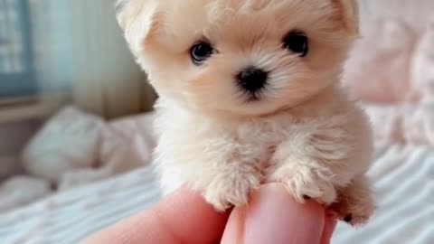 Cutie Small Dogs 🐶💖
