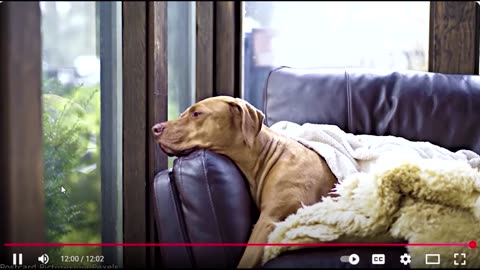 Pets funny twisting it up