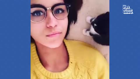 Funny cat's