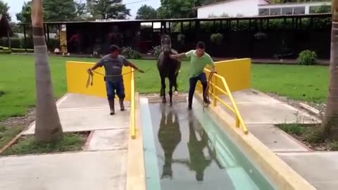 Horse Swimming