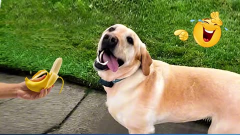 funny animals that will make you laugh until you die