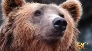 Officials search for bear that attacked a woman hiking on a popular Alaska trail