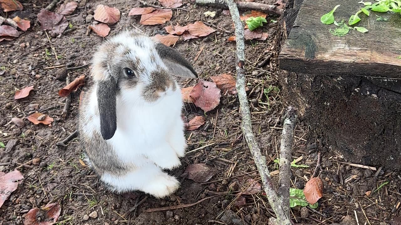 Ultimate Funny Rabbit Fails and Wins!