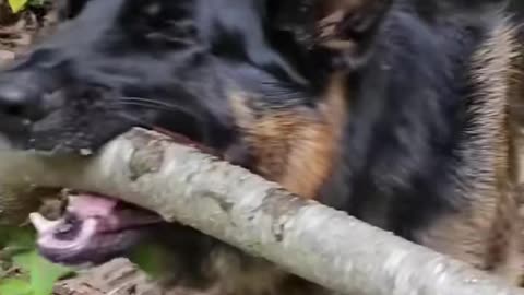 dogs vs branches 😂