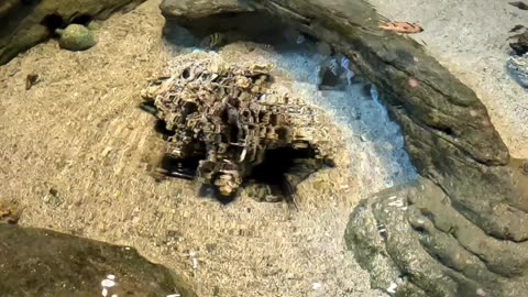 Tide pool in an Aquarium in Mazatlan Mexico