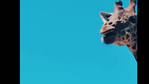 Neck and Neck with Giraffes