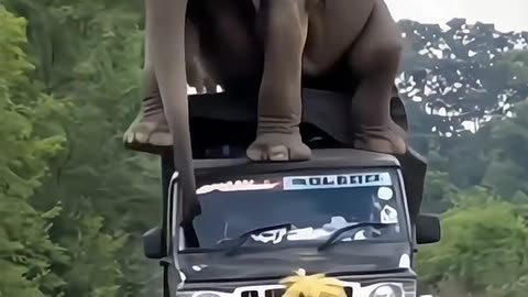 Animals Funny Video