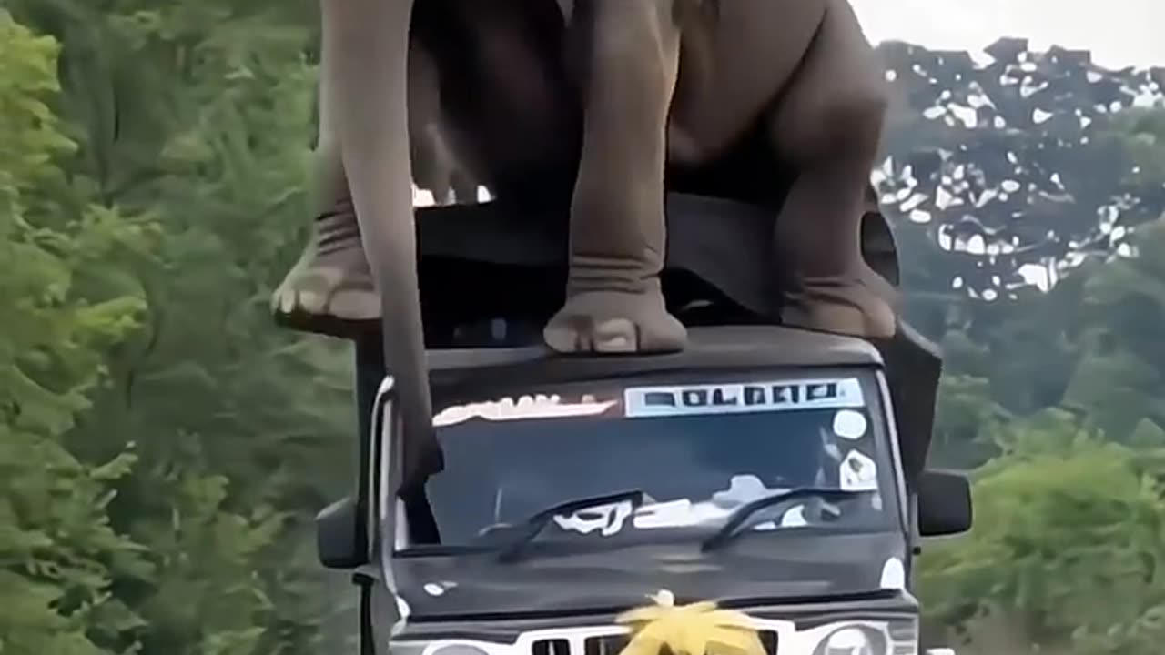 Animals Funny Video