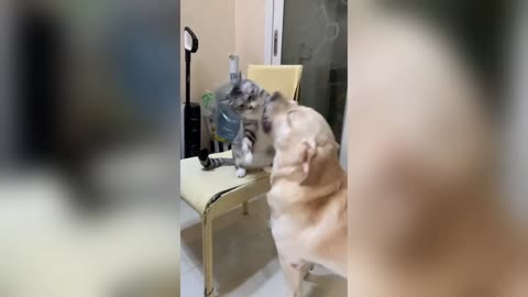 Funniest Cats & Dogs Moments 2024😼🐶｜ You Laugh You Lose😜｜ The Ultimate Showdown
