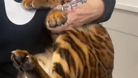 ive never seen a chonky bengal 😭