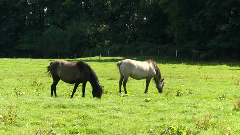 Relax with our horses and listen to relaxing music