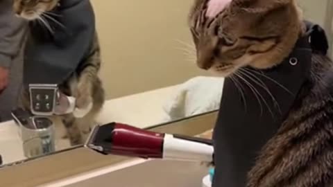 The cat has cut its own hair.