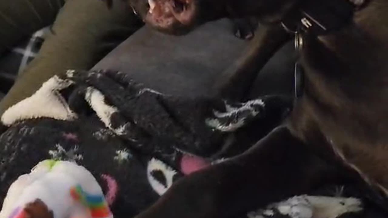 Black Lab won't give up the goods