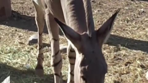 Somali donkey