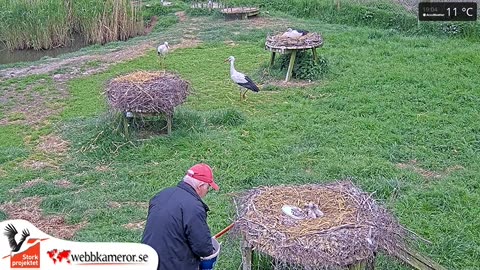 Feeding the chicks 🐥🐥🐥🐥😋 - Germany