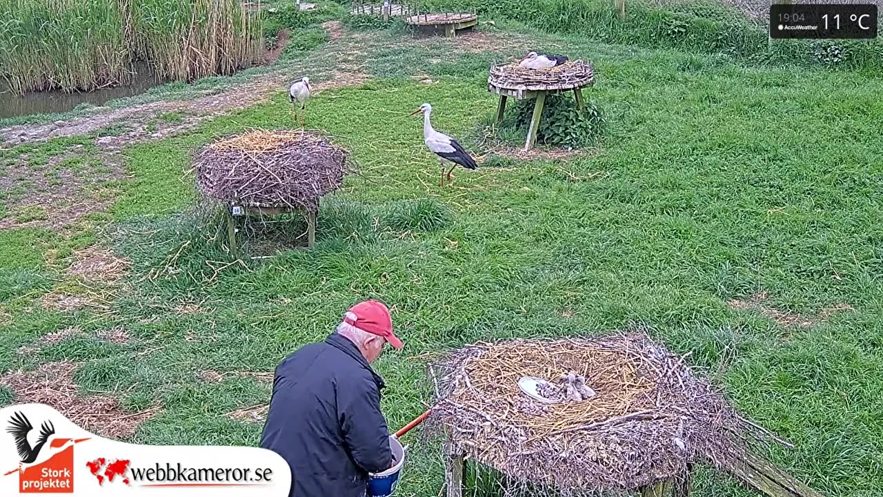 Feeding the chicks 🐥🐥🐥🐥😋 - Germany