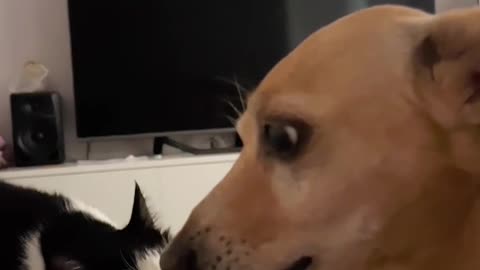 “This Cat & Dog Duo Will Make Your Day! 😂🐾 #FunnyPets”