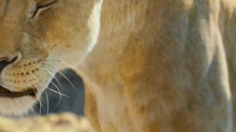 Mufasa 😍❤️ (Part - 50)....#reels #viralreels #reel #mufasa #animation #lastest #romantic #viralreel