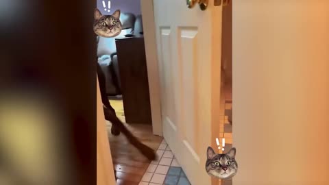 Funny Animal seri 28