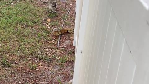 Raccoon Eats Iguana Tail