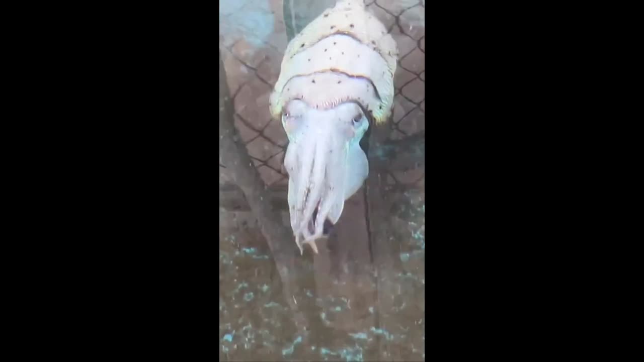 Look at this amazing creature - it could be right out of sci fi, they're smart too