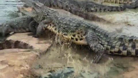 Crocodile： Don't come any closer